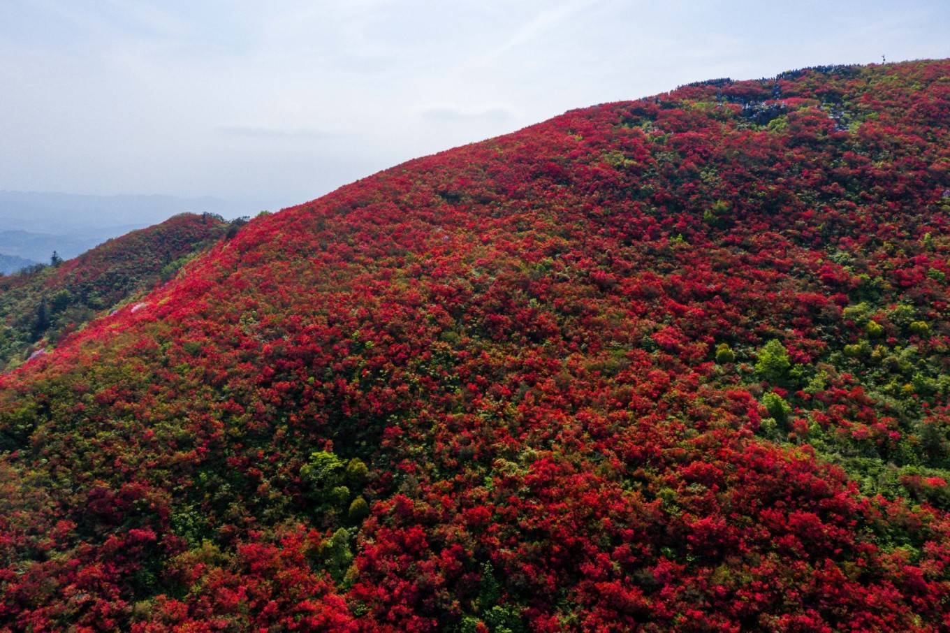 杜鹃花（夏季杜鹃花怎么养护和浇水） 第19张