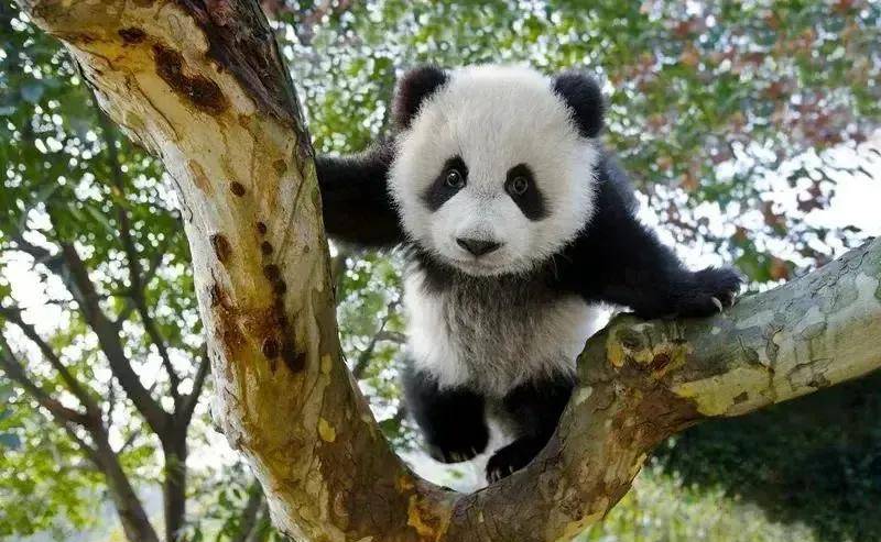 老公:"."老婆:"尼玛,老娘胸除了你,你还想让谁看?