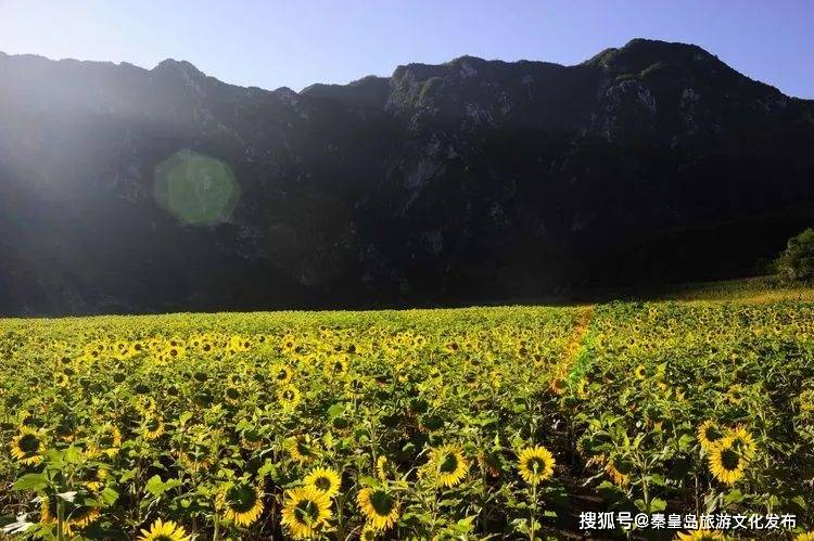 榆花（榆树花图片） 第20张