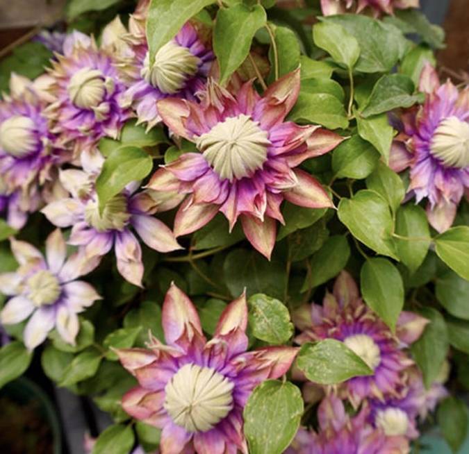 这种花,"大刀阔斧"来一下,开遍花园天下_修剪_枝条_开花