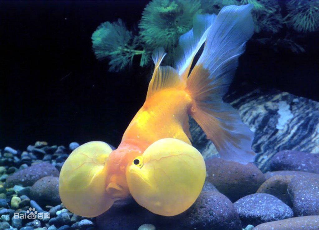 山东"鱼场主"app平台|鱼场主揭秘海底会发光的鱼!_安康_光头_寄生