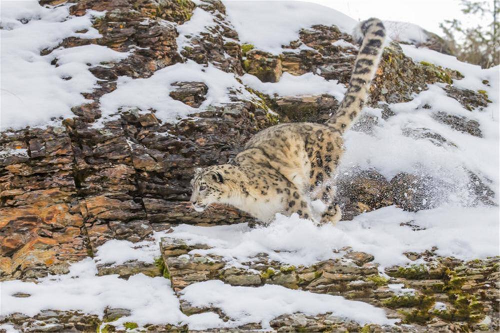 天山一只雪豹,峭壁上追岩羊,跳过5米沟壑,哪知悬羊跳出来阻挡_猎物