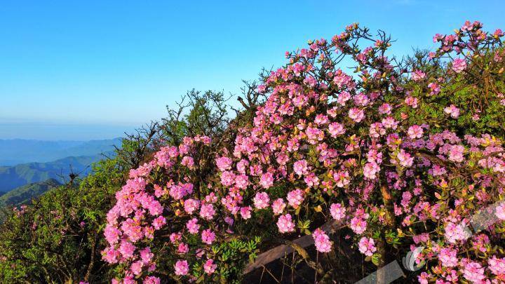 杜鹃花（杜鹃花是映山红吗） 第10张