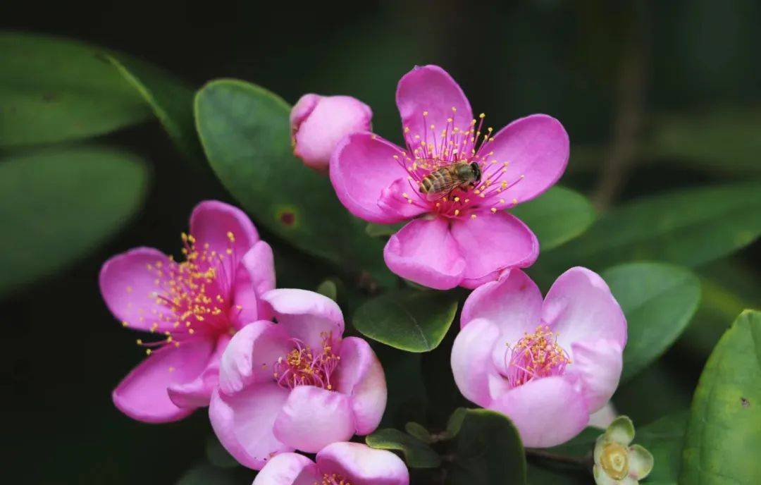 第三届稔花节开幕式暨植稔子树互联网 全民义务植树活动将于5月13日