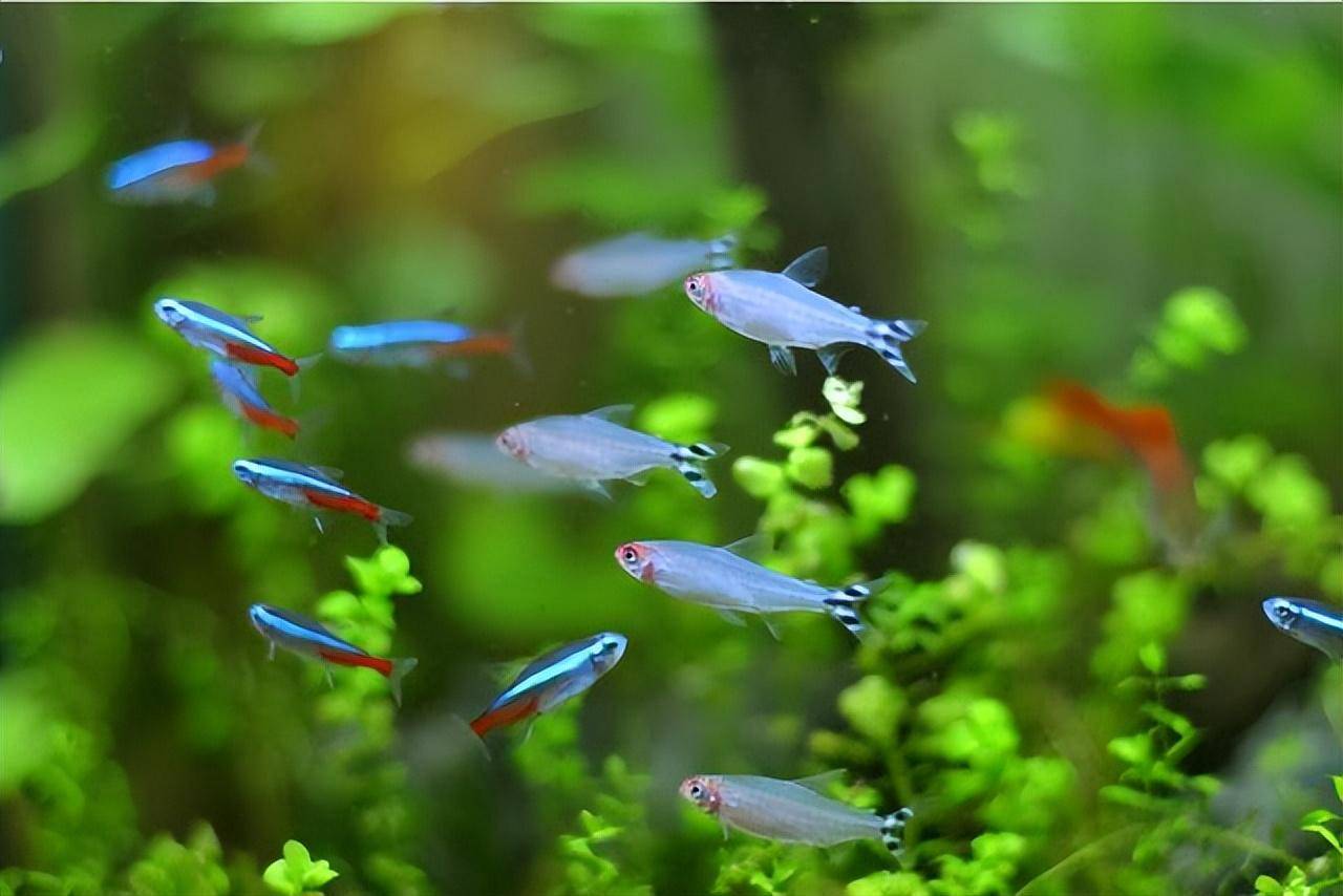 红绿灯鱼会生小鱼吗,喜欢什么产卵环境