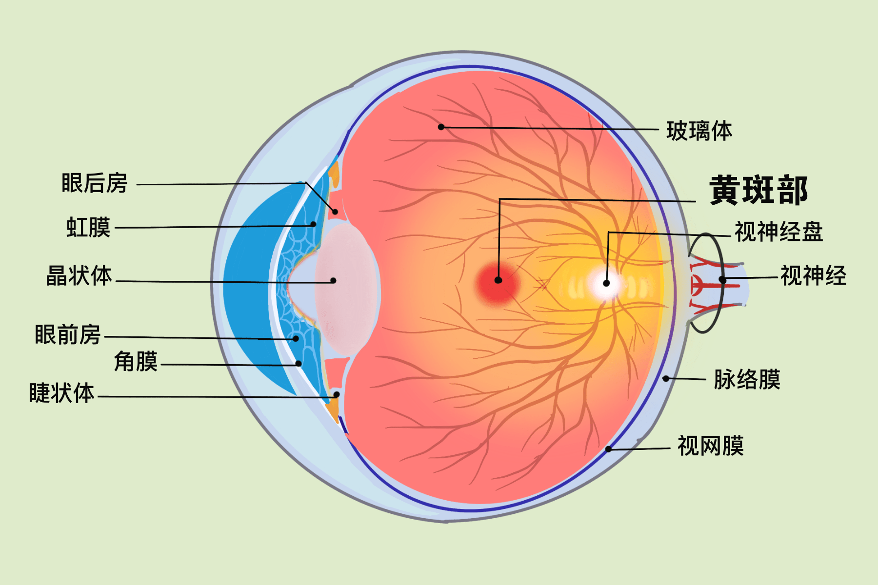 眼睛房水位置图片图片