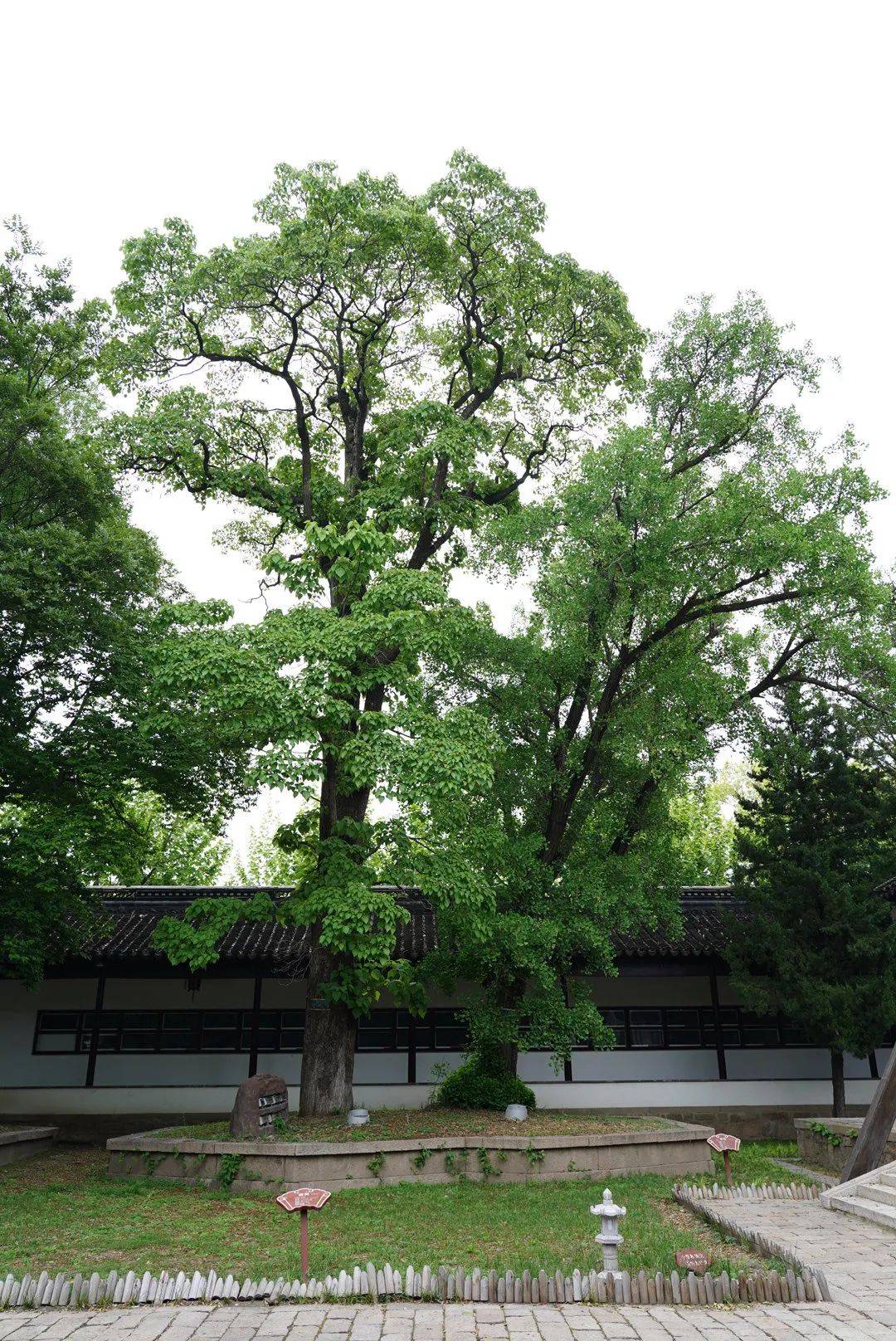 樹碑立傳丨與秋天同名的楸樹,盛開在春天裡_梓樹_東山_蘇州