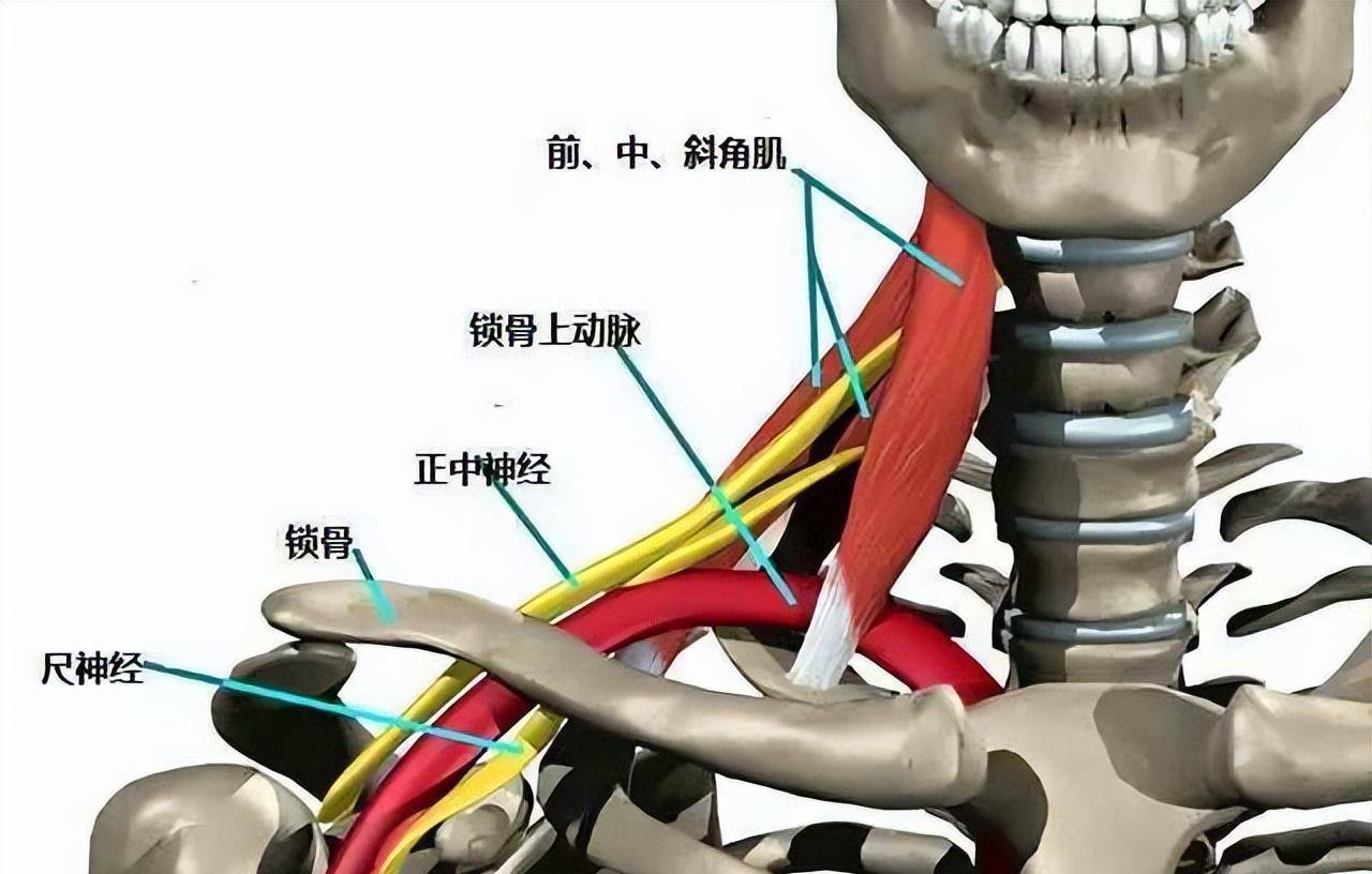 斜角肌位置 解剖图图片