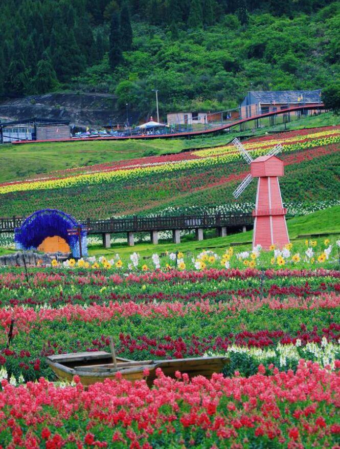 麻江菊花园图片