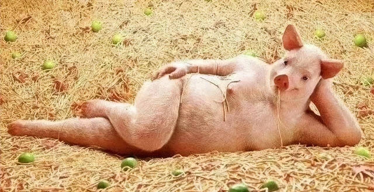 猪的照片搞笑 逗比图片