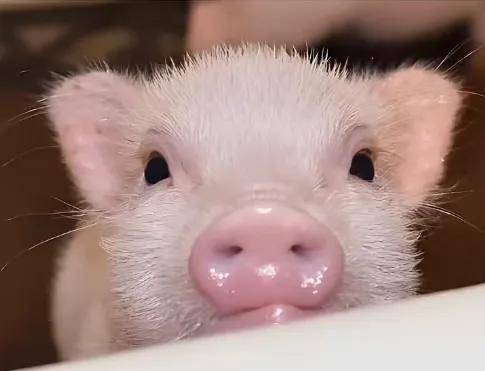 茶杯猪真的迷你吗_人们_科普_小朱
