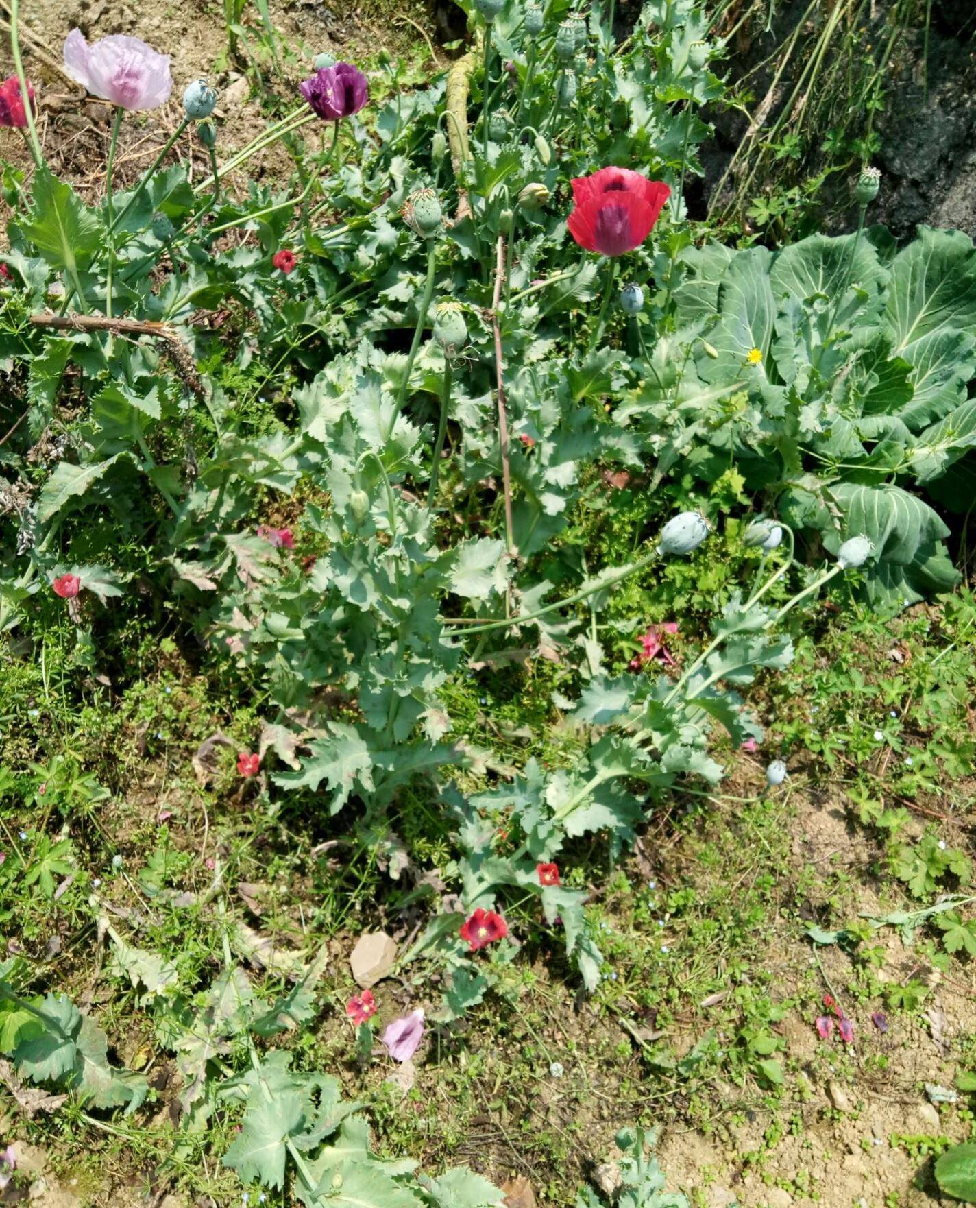 如果家里种有罂粟,赶紧割掉吧,不然麻烦就大了_种植_老人_时候