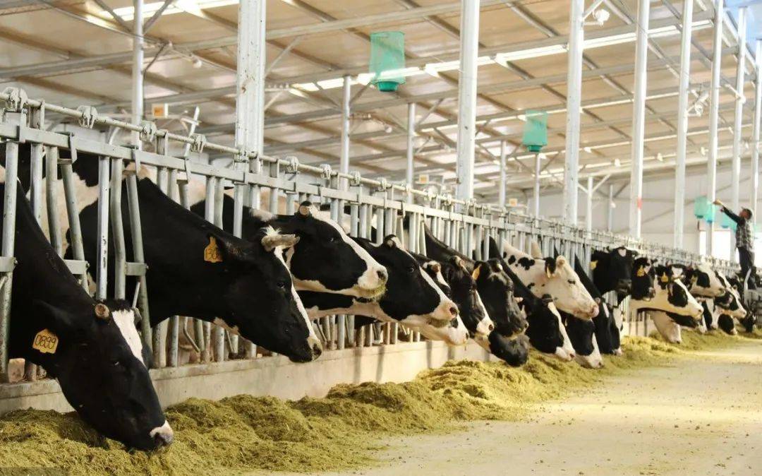 关于畜禽粪污必须要懂得小知识!_粪便_养殖_过程