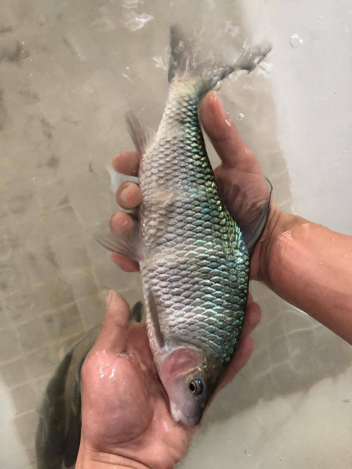 长鳍光唇鱼受到惊吓就死,宁愿饿死也不吃饲料,如今终于养殖成功_繁育