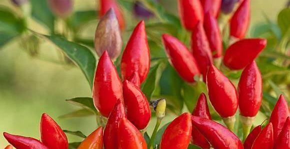 中国_辣椒_酱料