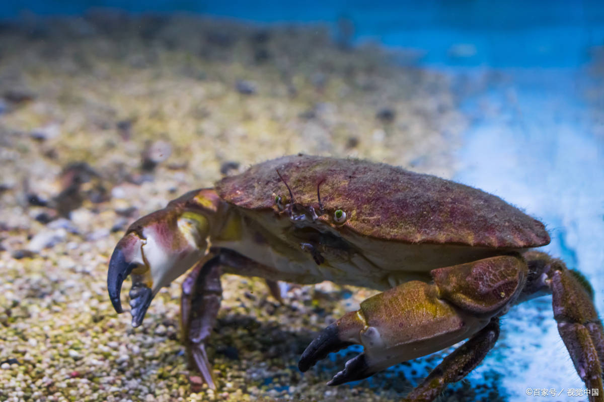 claw和paw的区别，让你的英语更地道！_搜狐网