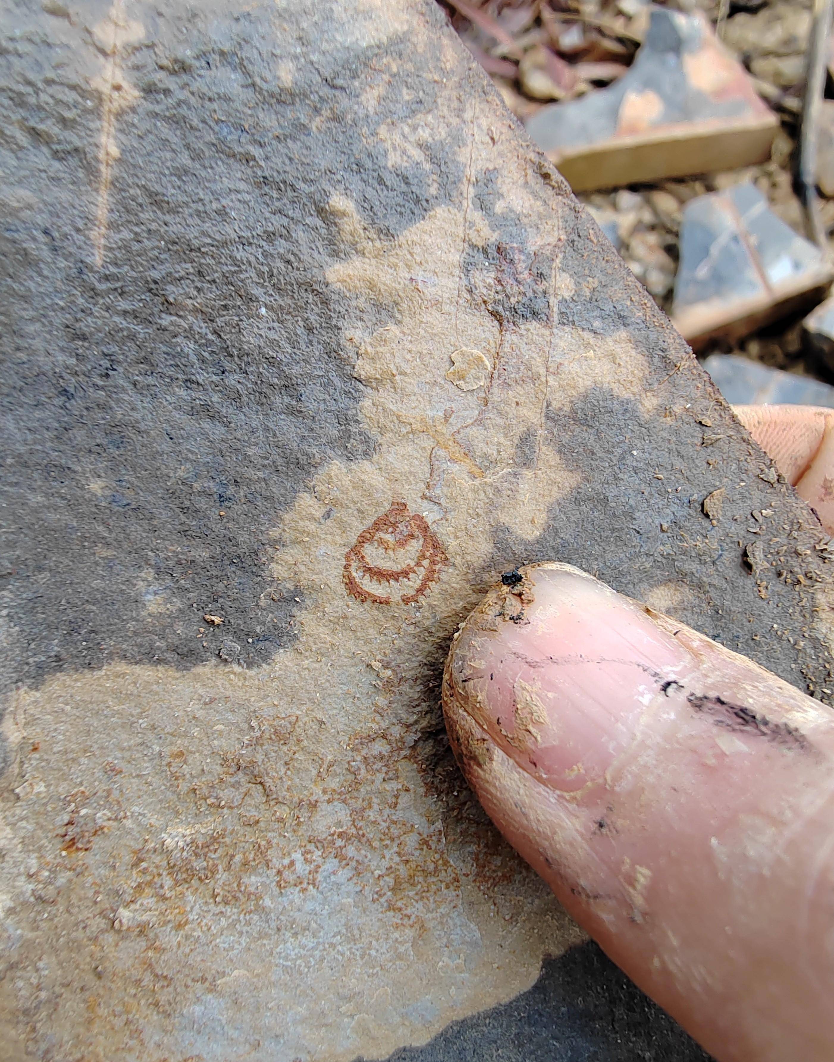 「化石探索」第33期:临沧化石之旅(十)_页岩_标本_灰色