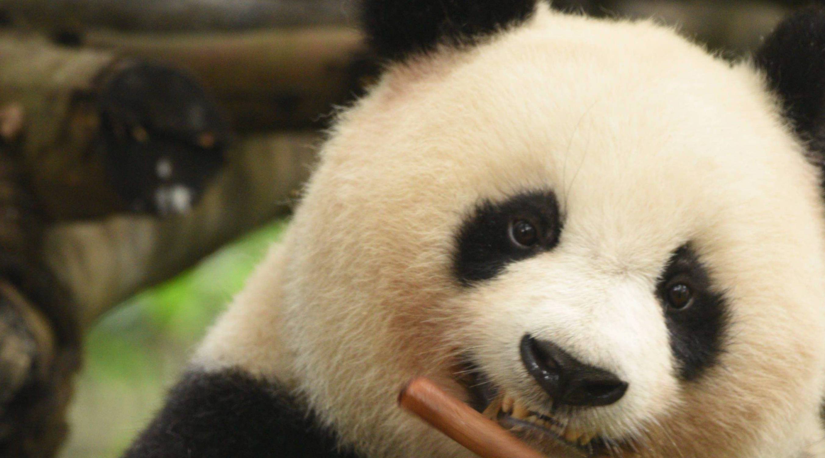 白色大熊猫现身四川卧龙,网友:它可能从来不熬夜吧?_影响_国宝_时候