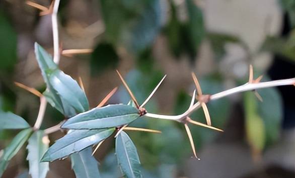 在不同地方它的叫法不一样,比如它有着土黄连,鸡脚黄连等叫法,不同