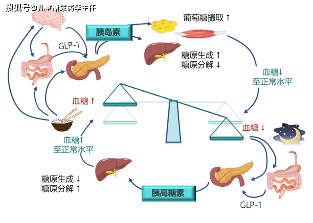 胰岛素的分泌过程图图片