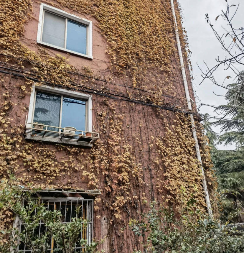 养花神器"草木灰",养花,养多肉,杀虫消菌,便宜又好用_种植_植物_墙壁