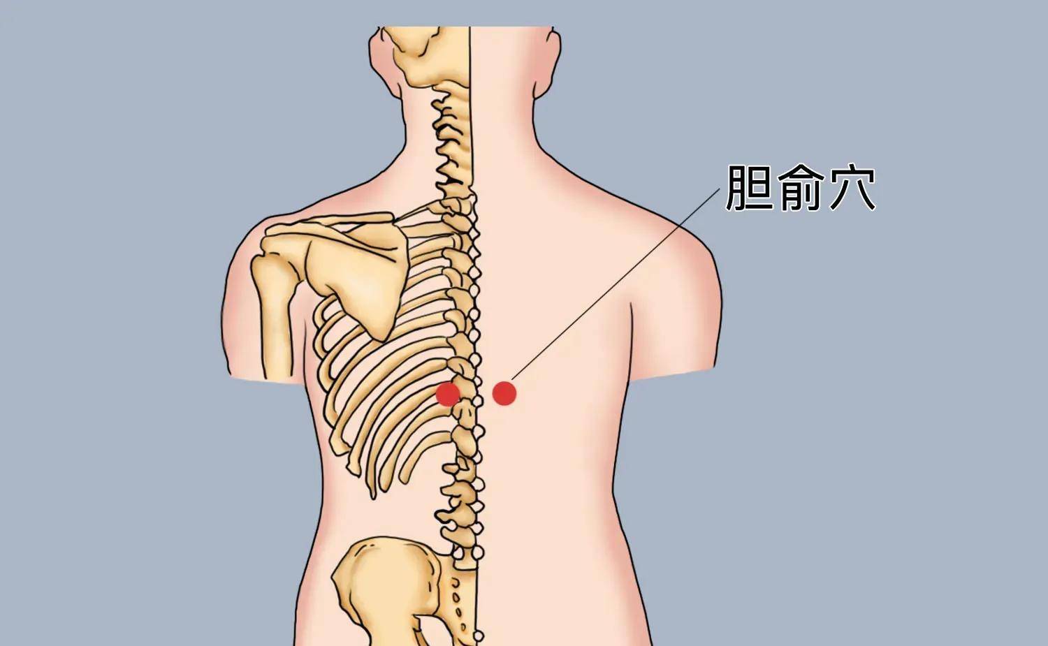 胆俞穴,疏肝利胆治口干口苦的穴位_治疗_古籍_脊柱