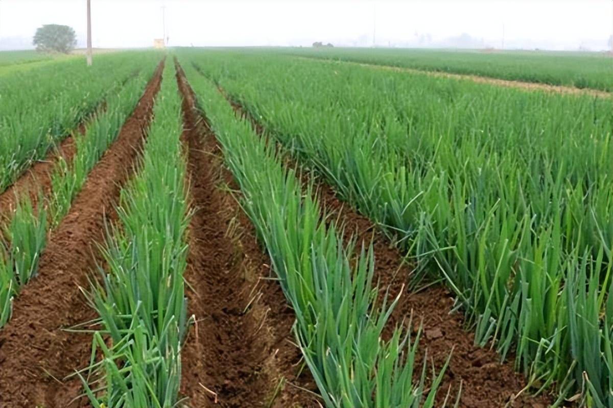 大葱种植的技术要点是什么?_处理_耕地_土壤