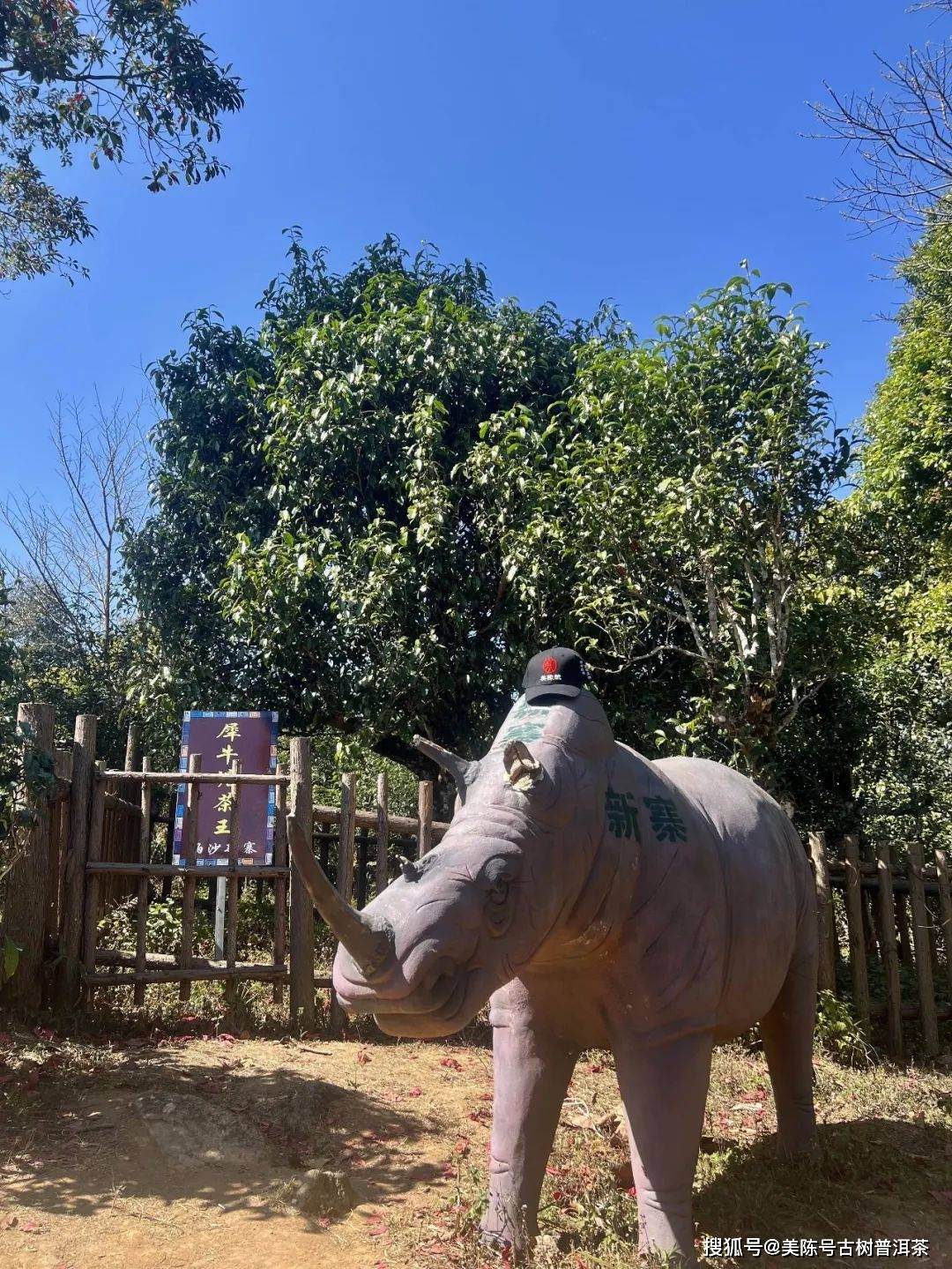 帕沙犀牛塘 | 七分班章韵,三分冰岛甜,十分帕沙香_古树茶_名山_品质