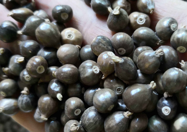 草菩提:农村人眼里不值钱的珠子,盘一盘,华丽变身为玩家的宝贝_盘玩