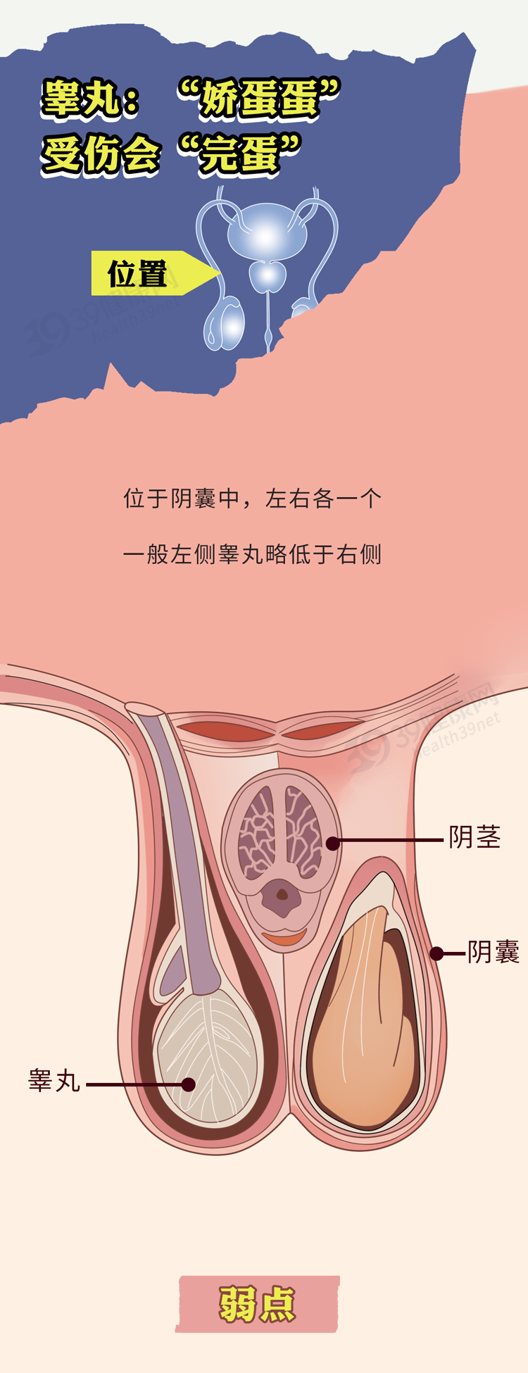 睾丸内部结构图解图片