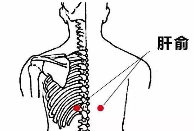 肝俞的准确位置图片图图片