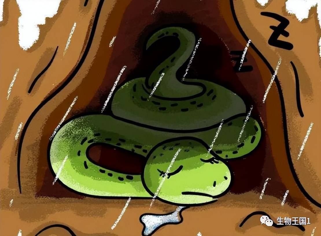 冬眠的蛇 简笔画图片