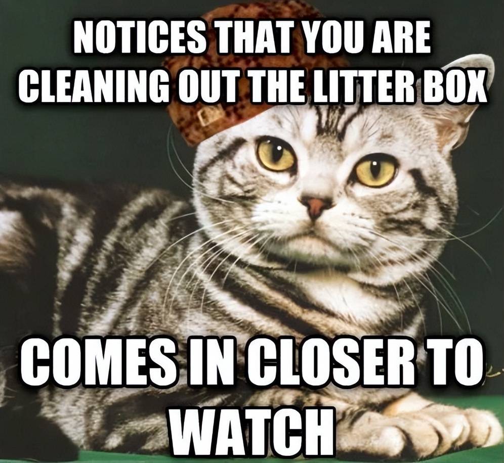 还有热心网友给猫咪的这种行为制作了表情包:图自:油管我看看我看看!