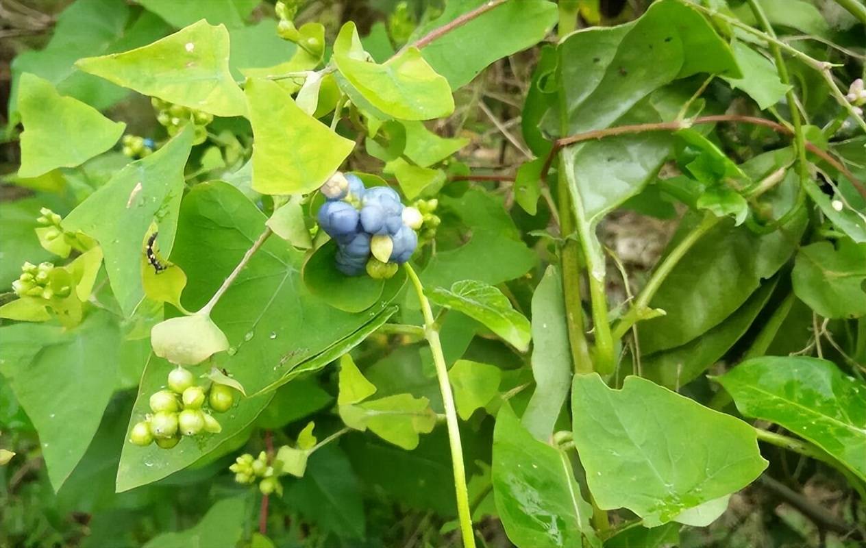 杀蛇草图片