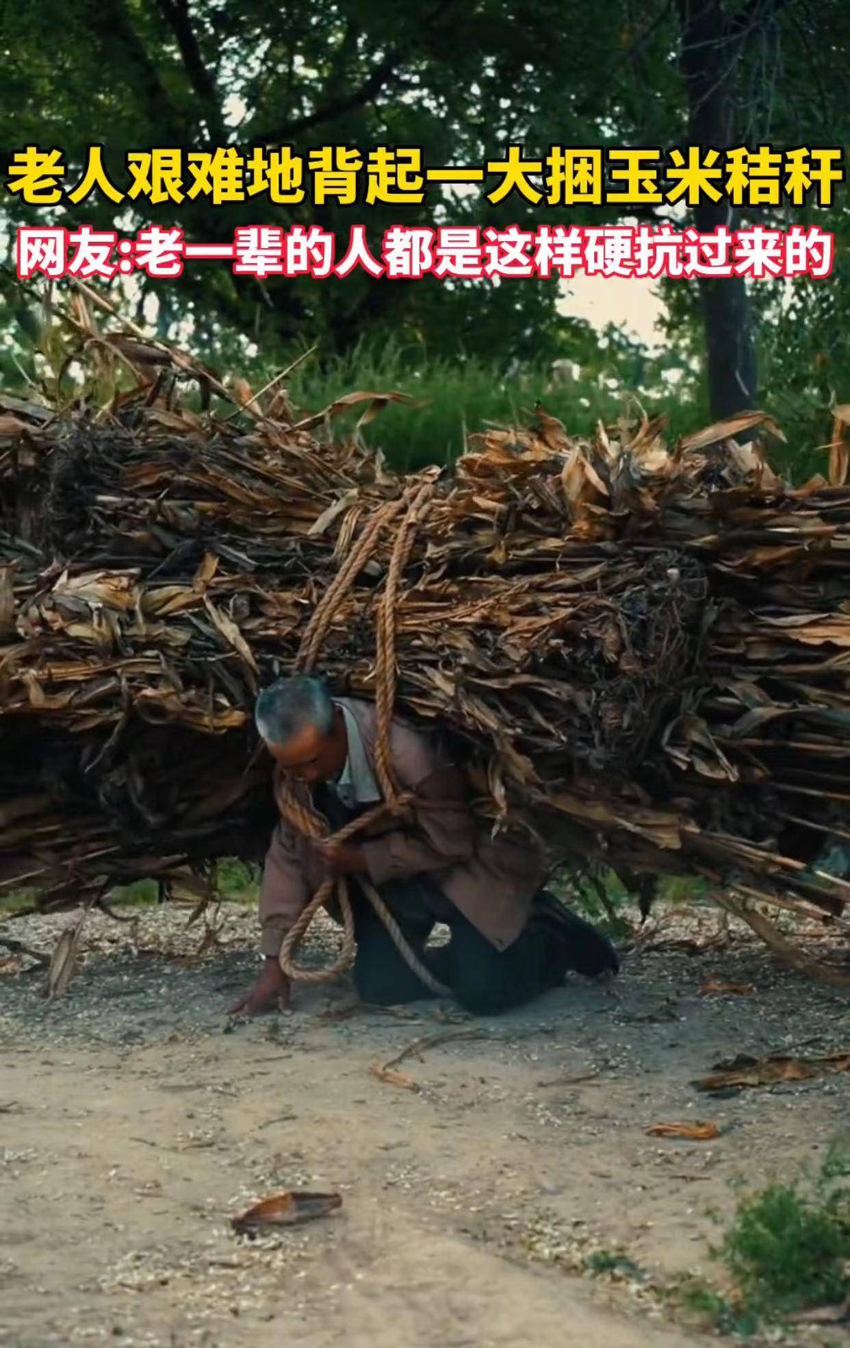 老人艰难背起玉米秸秆,那一跪令人流泪:长大的意义何在?