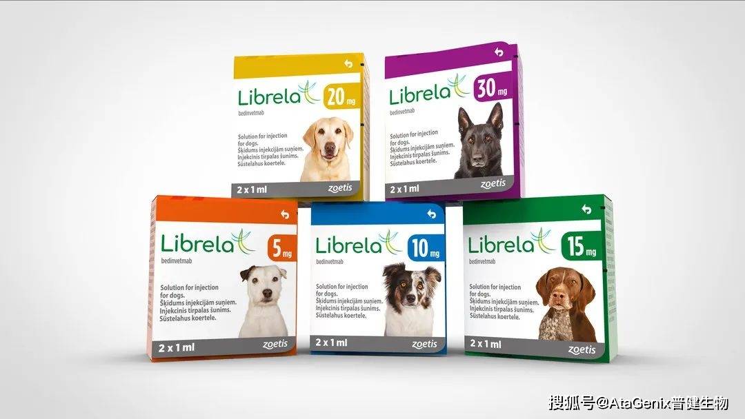 bedinvetmab作为一种犬单克隆抗体(mab),可与ngf结合并抑制其与trka和