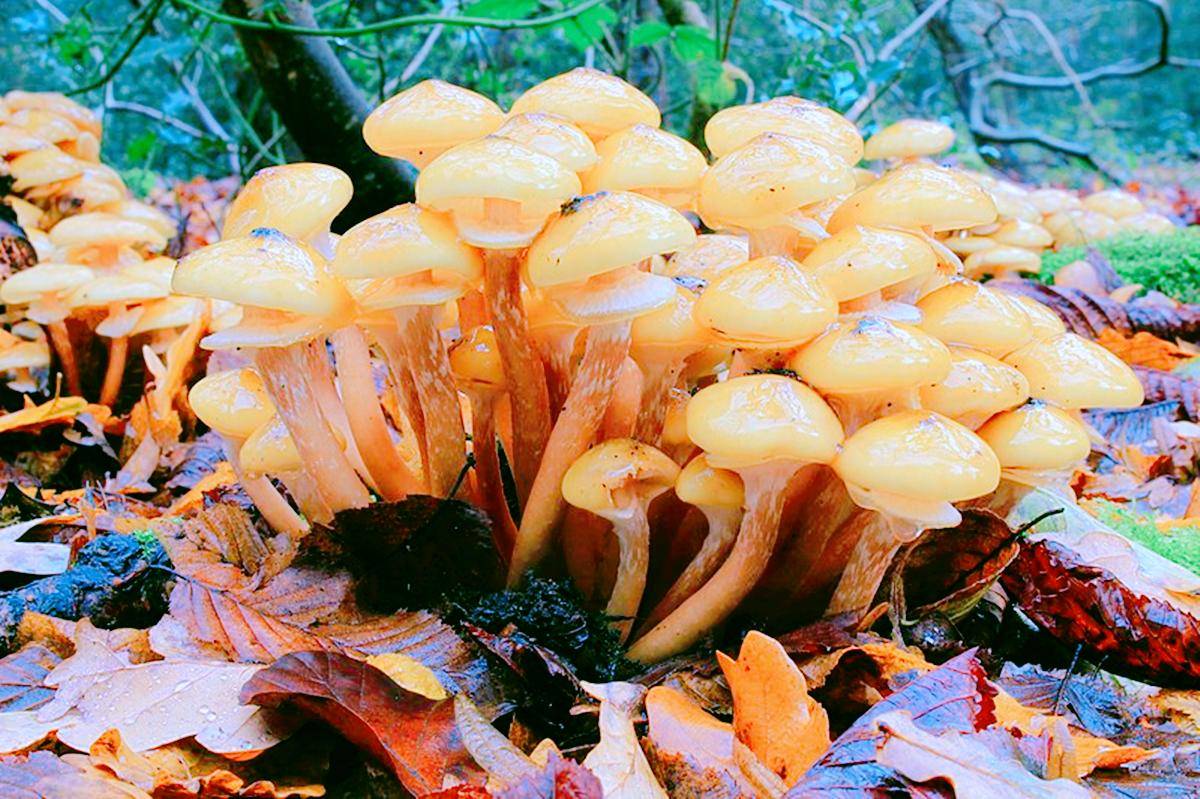 地球第一大生命体蜜环菌,重3万吨面积9.