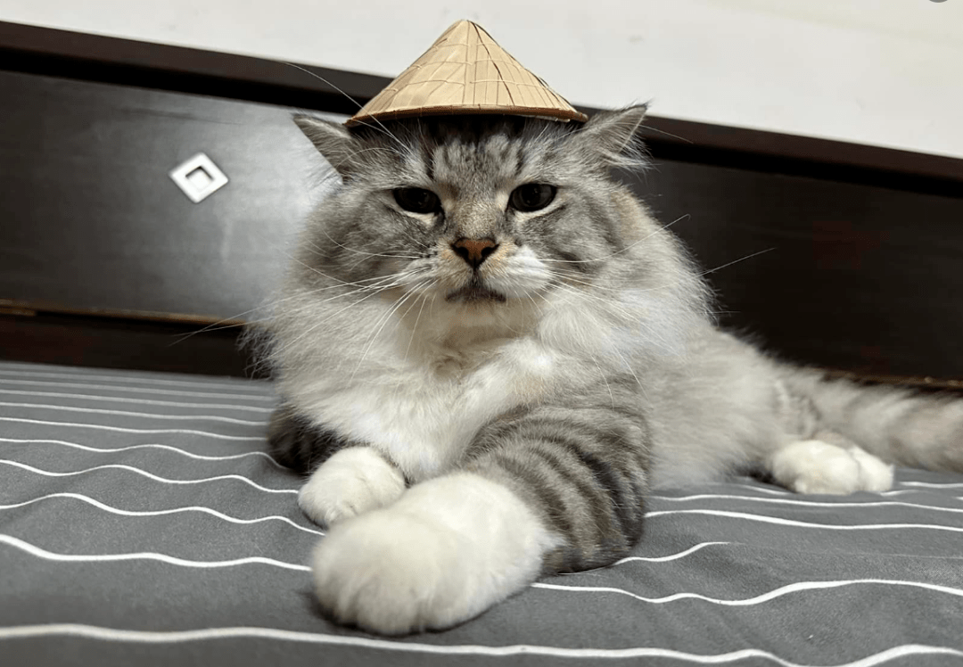 随手买了一个小斗笠给猫戴上后,越看越眼熟.这是鳌.鳌拜?