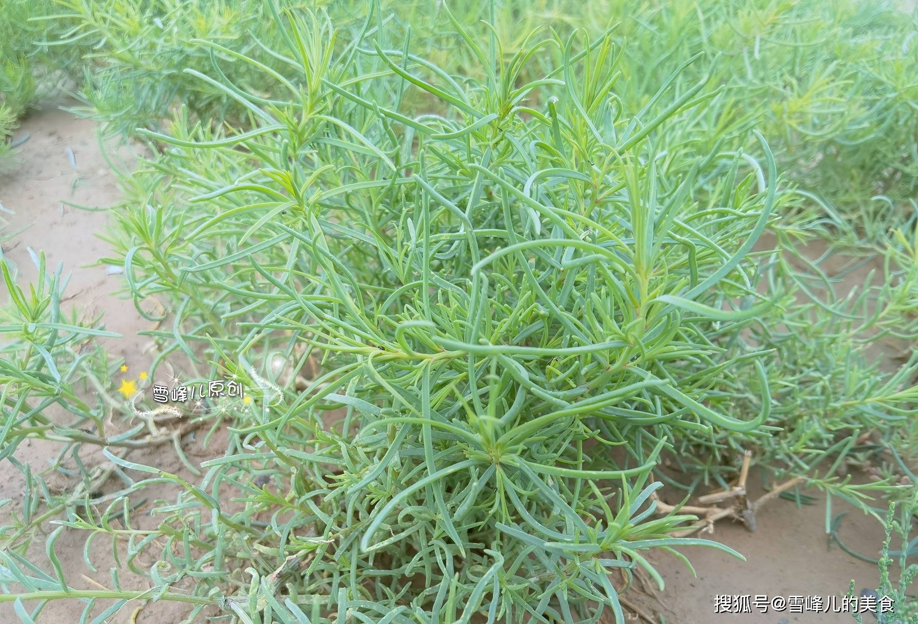 黄须菜是天然通便剂分享4种吃法,润肠通便好处多,不懂可惜!