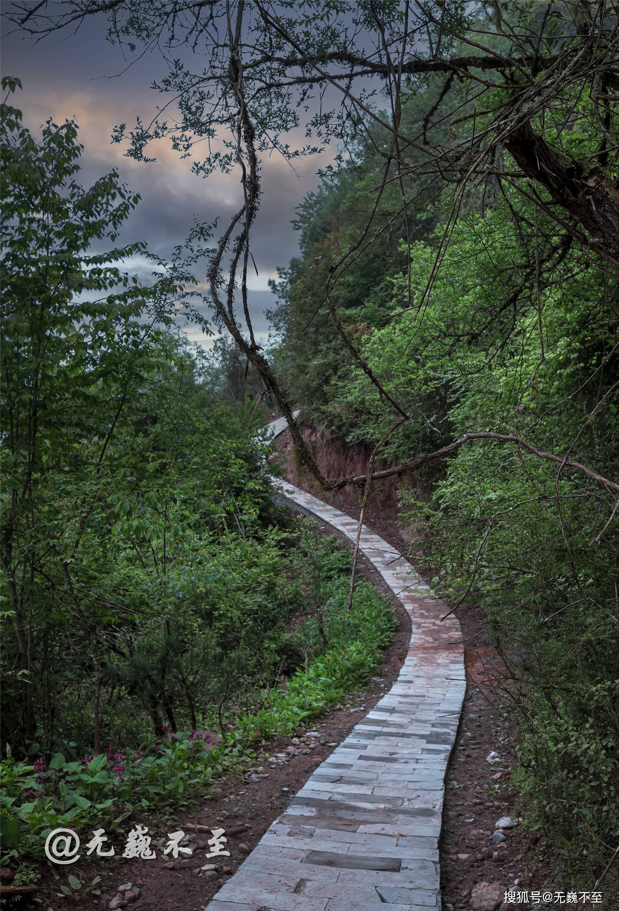 雅安汉源桌子山,粉被灯台报春花开,马卧花丛乐翻天