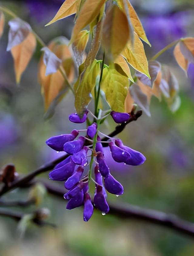 紫藤花盛开的夏天,那些最美的紫藤花诗词,你喜欢哪一首?