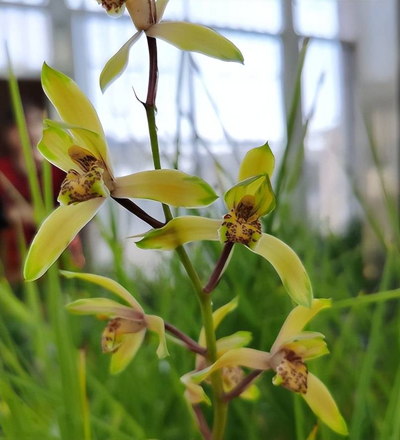 湖北恩施下山的一盆蕙兰,以天价成交,为何兰花总是会卖出高价?