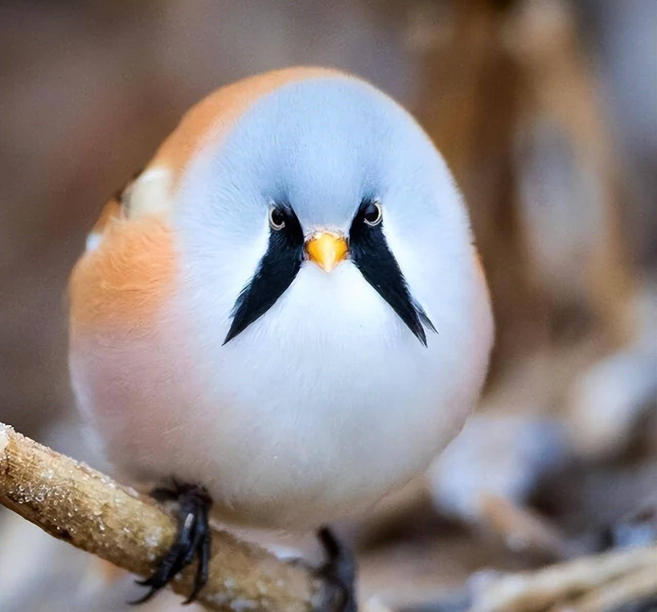 50种萌翻我们的罕见鸟类_父亲_镜子_史蒂文