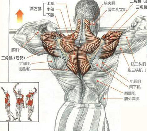 原创
            新手入门，肩部训练原理及动作详解，别以为大重量就是增肌王道