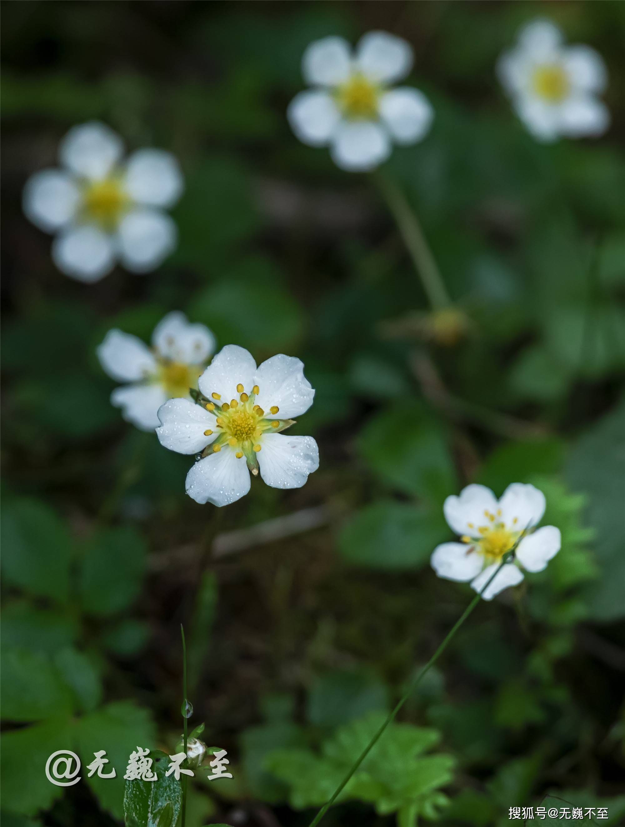 雅安汉源桌子山,粉被灯台报春花开,马卧花丛乐翻天