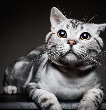 十大受欢迎的猫咪种类,加菲猫,波斯猫,折耳猫等你最喜欢哪种_性格_是