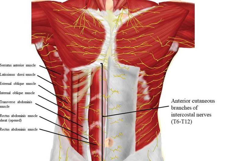 斜肋下阻滞腹横肌筋膜