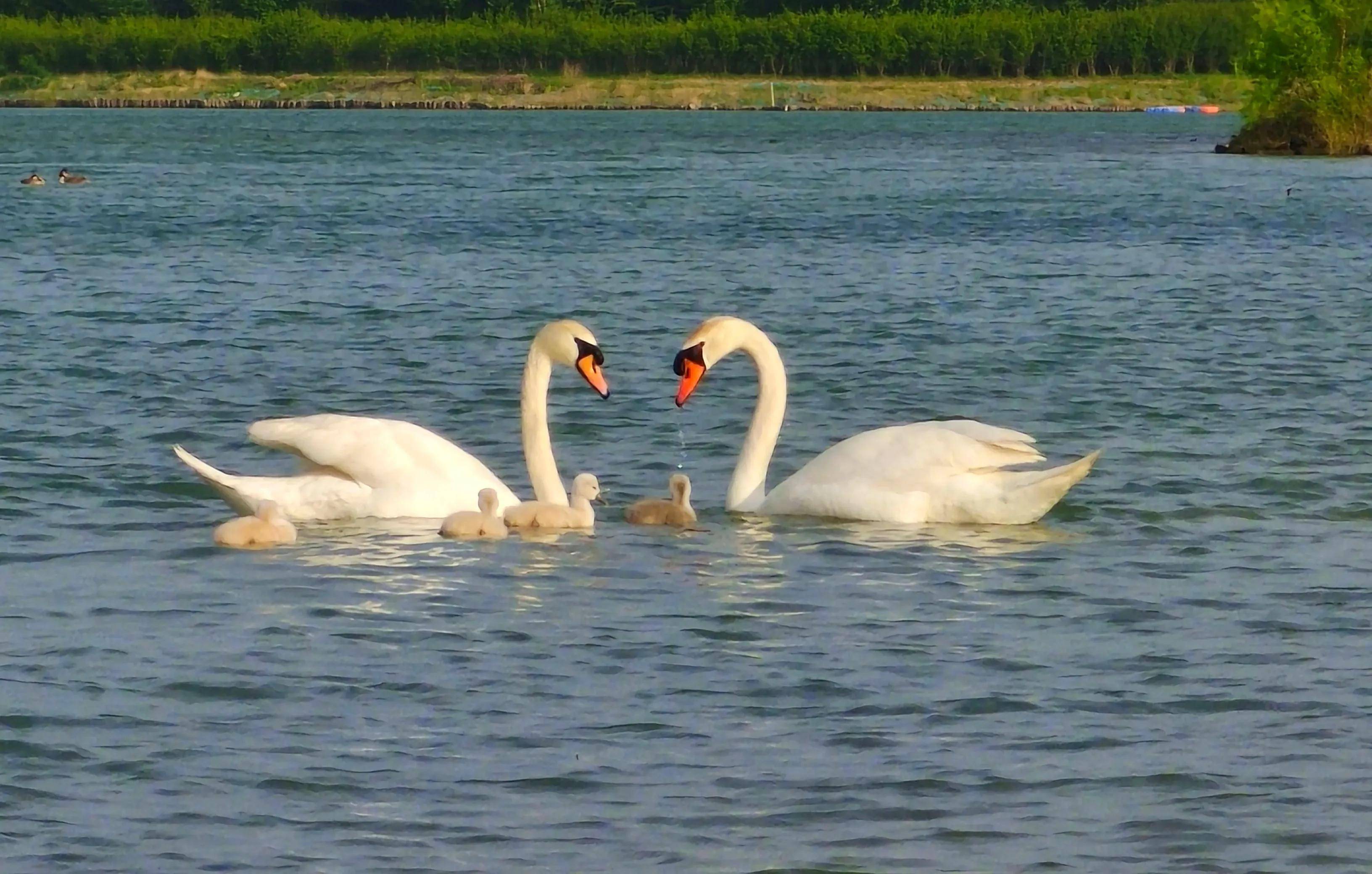 天鹅和谐繁衍生息,成为北龙湖一道美丽的风景线_保护_郑州_公园