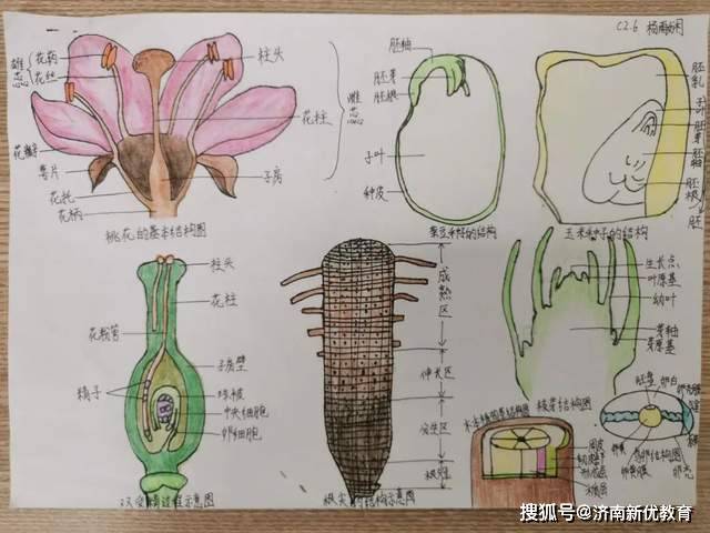 济南世纪英华实验学校初中部生物绘图大赛