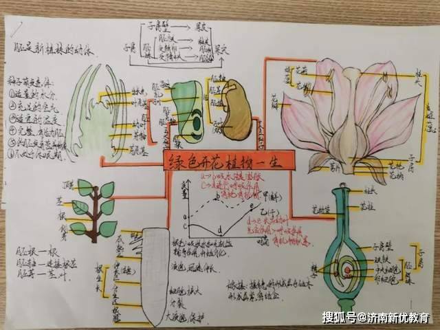 济南世纪英华实验学校初中部生物绘图大赛